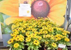 'Claire F1' is a new number in the Rudbeckia, distinguished mainly by its 'clean', pollen-free heart.